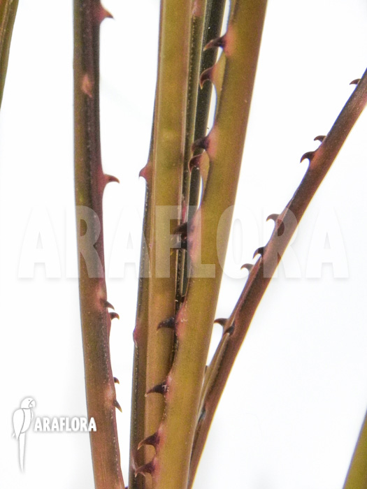 Acanthostachys pitcairnioides bromeliad
