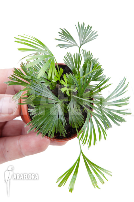 Actiniopteris radiata