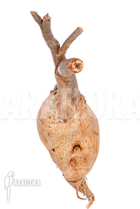 Adenium obesum “2”