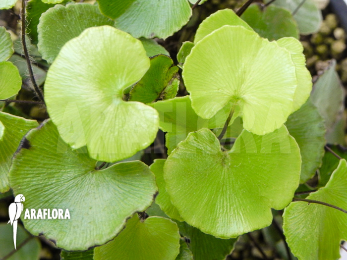 Adiantum reniformis
