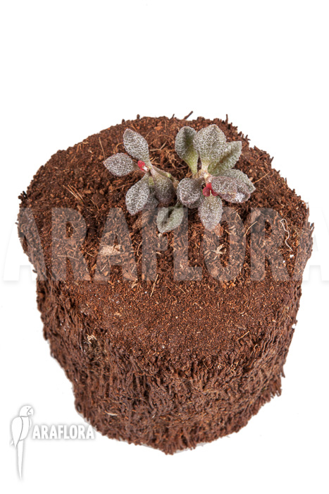 Adromischus marianiae ‘Coffee-Bean’
