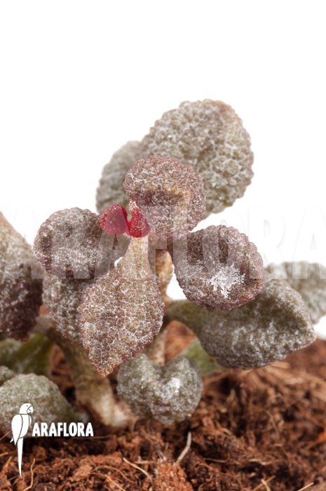 Adromischus marianiae ‘Coffee-Bean’