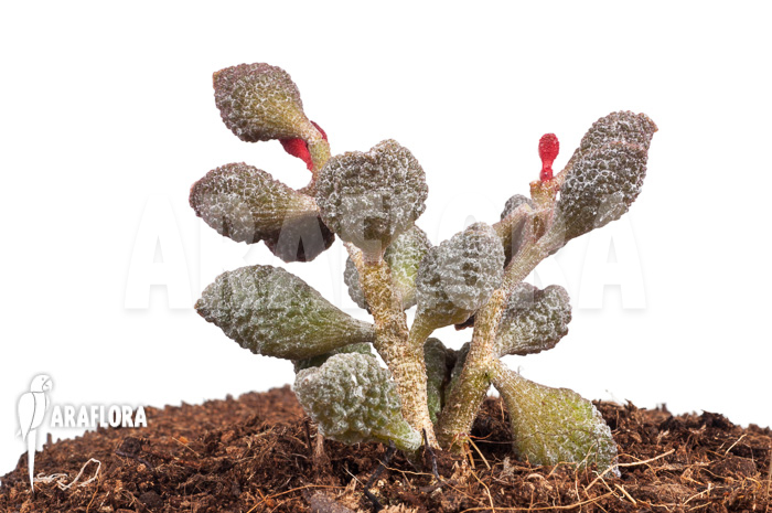 Adromischus marianiae ‘Coffee-Bean’