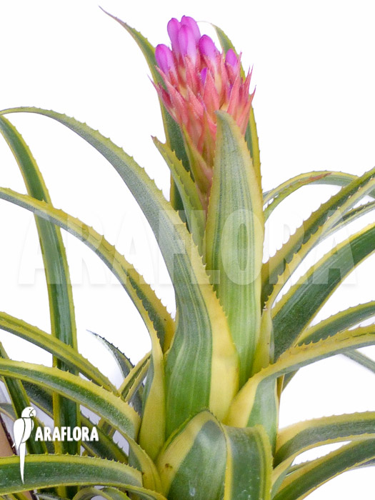 Aechmea recurvata ‘Aztec’