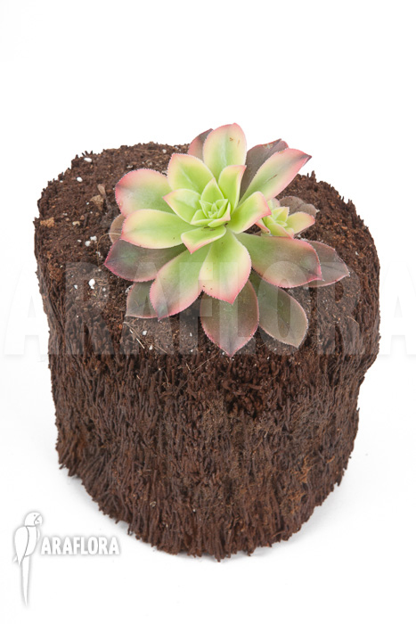 Aeonium tricolor ‘Kiwi’