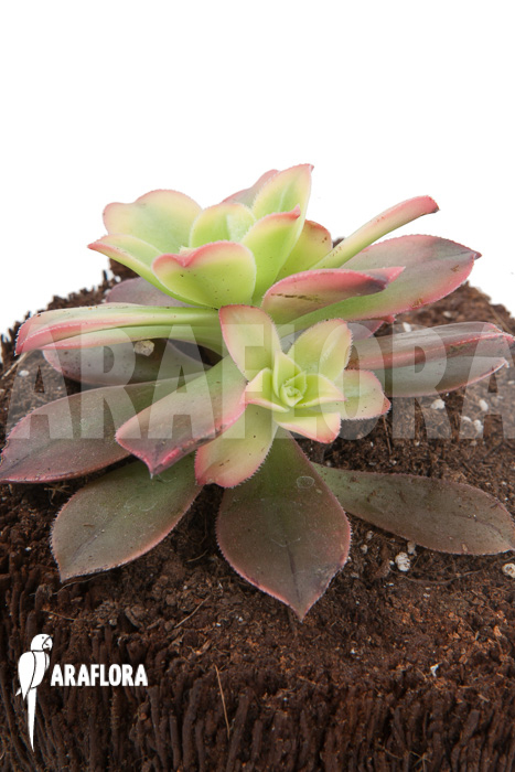 Aeonium tricolor ‘Kiwi’