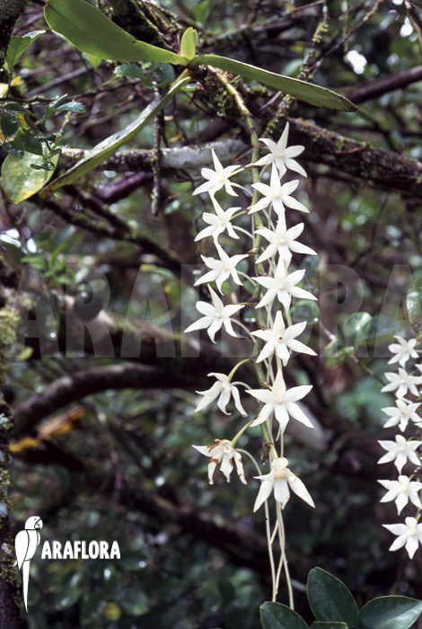 Aerangis articulata flower