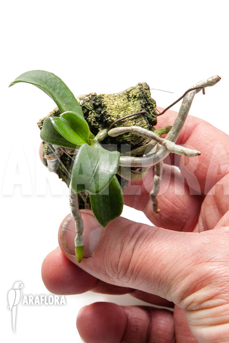 Aerangis brachycarpa