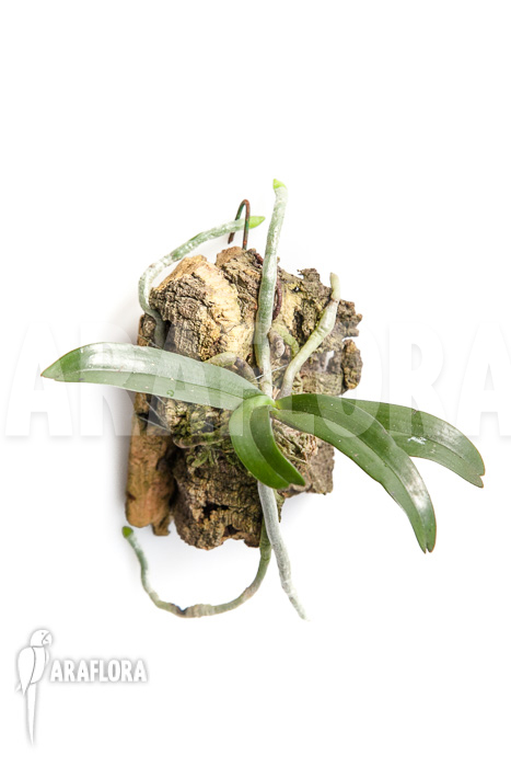 Aerangis rhodosticta