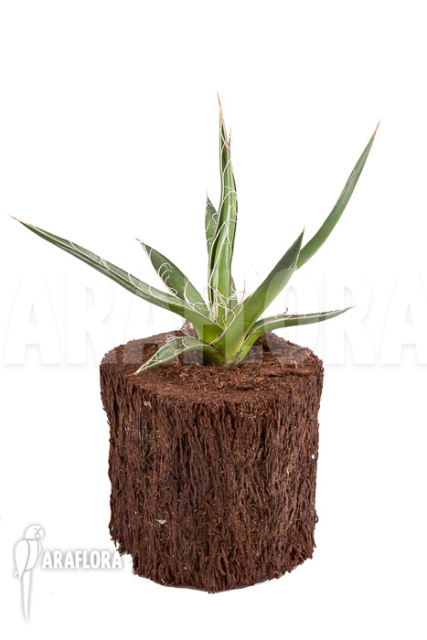 Agave filifera ‘S’