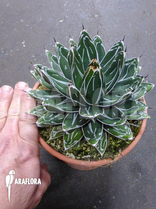 Agave victoriae reginae ‘S’