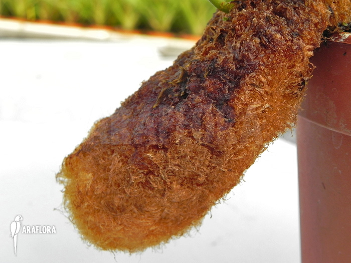 Aglaomorpha brooksii ‘L’