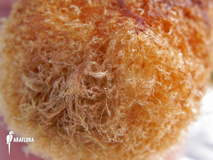 Aglaomorpha brooksii ‘L’