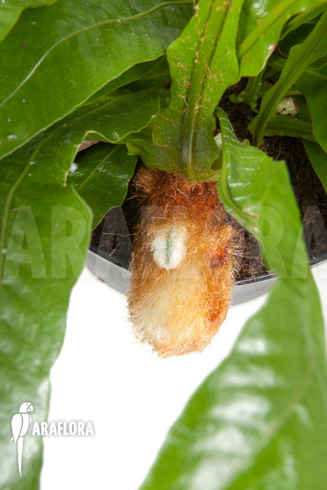 Aglaomorpha coronans ‘L’