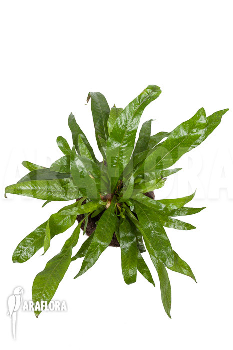 Aglaomorpha coronans ‘M’