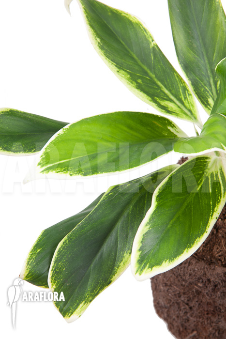 Aglaonema FLN011