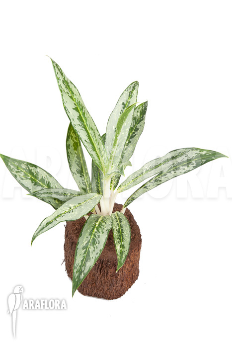Aglaonema ‘Legerprint’