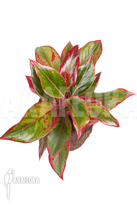 Aglaonema ‘Siam-Aurora’