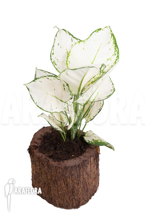 Aglaonema ‘Wit met groen gespikkeld’