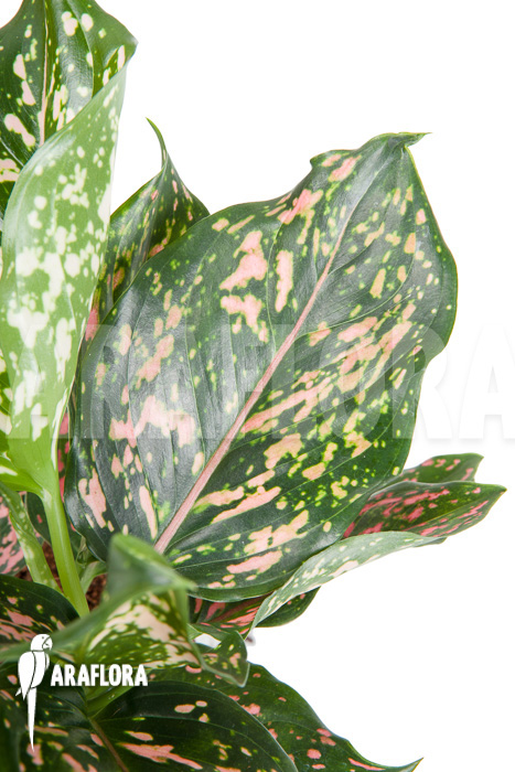 Aglaonema hybrid 2