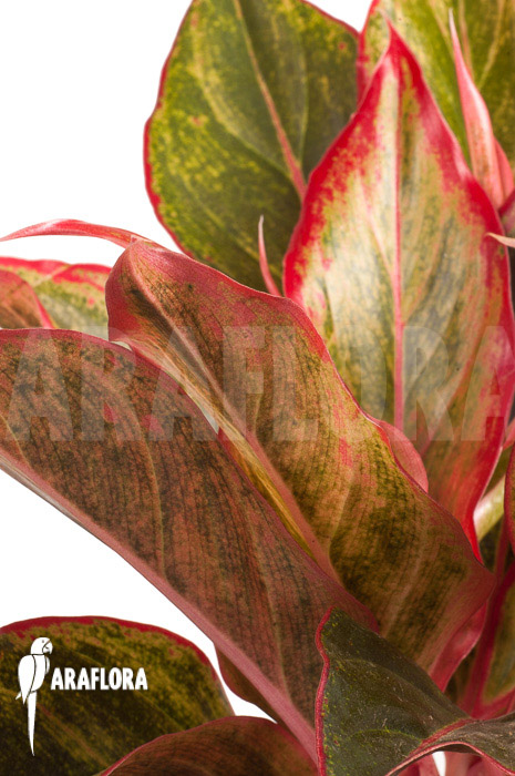 Aglaonema hybrid ‘Crete’