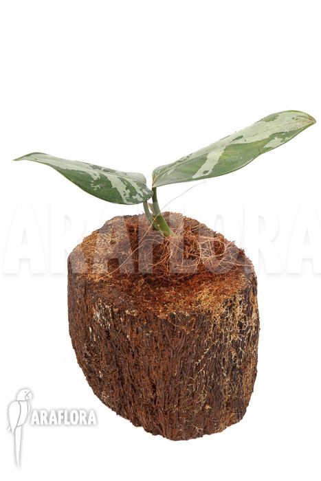 Aglaonema pumilum ‘M’