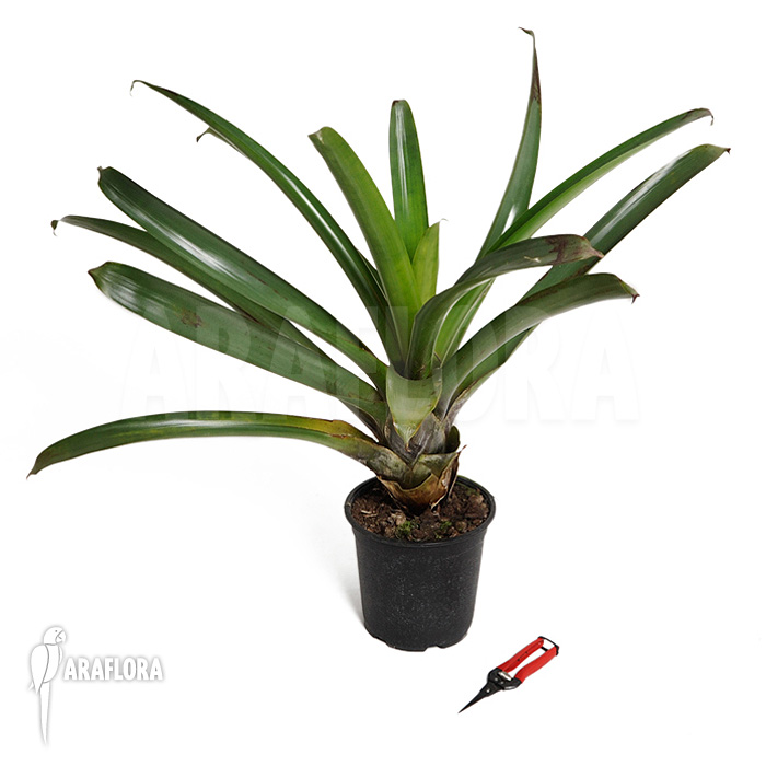 Alcantarea vinicolor