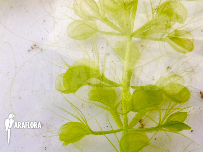 Aldrovanda versicolosa ‘Polen’