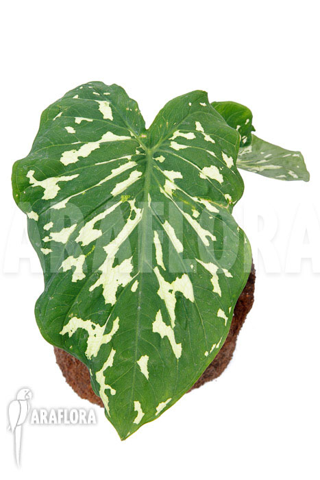 Colocasia ‘Hilo beauty’