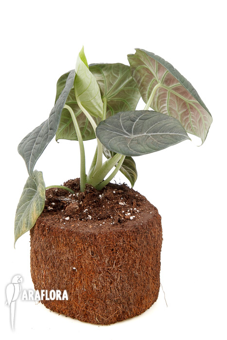 Alocasia Maharani XL