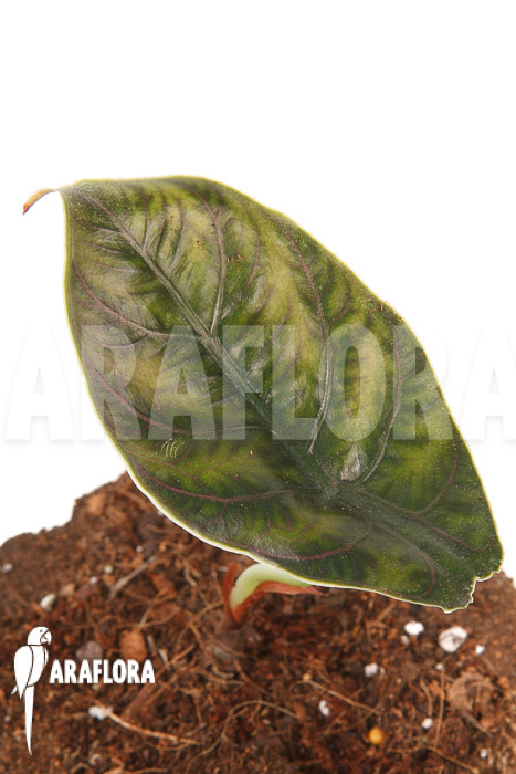 Alocasia azlanii