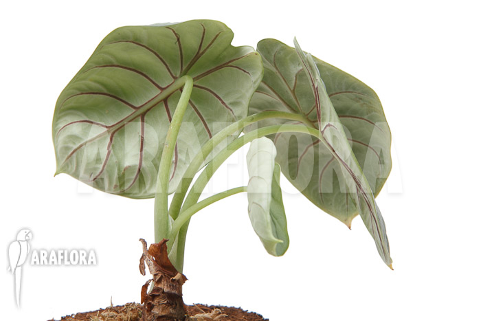 Alocasia baginda ‘Silver dragon’ ‘M’