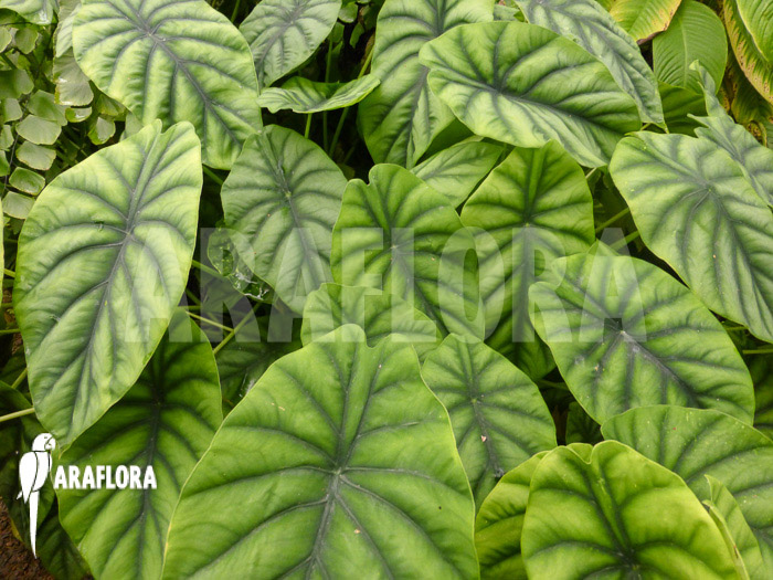 Alocasia clypeolata