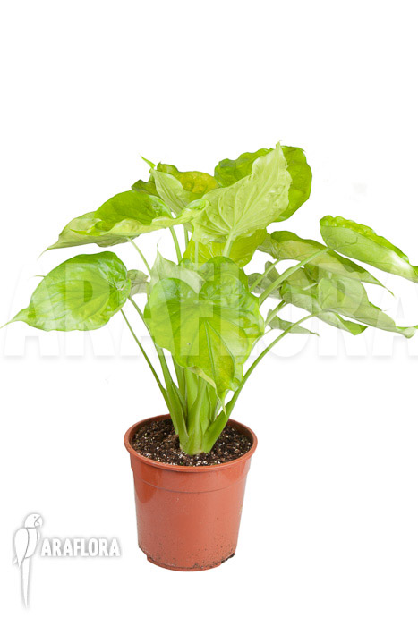 Alocasia cucullata