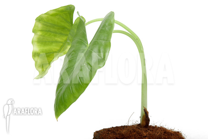 Alocasia cucullata ‘crinkles’