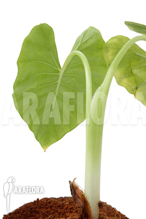 Alocasia cucullata ‘crinkles’