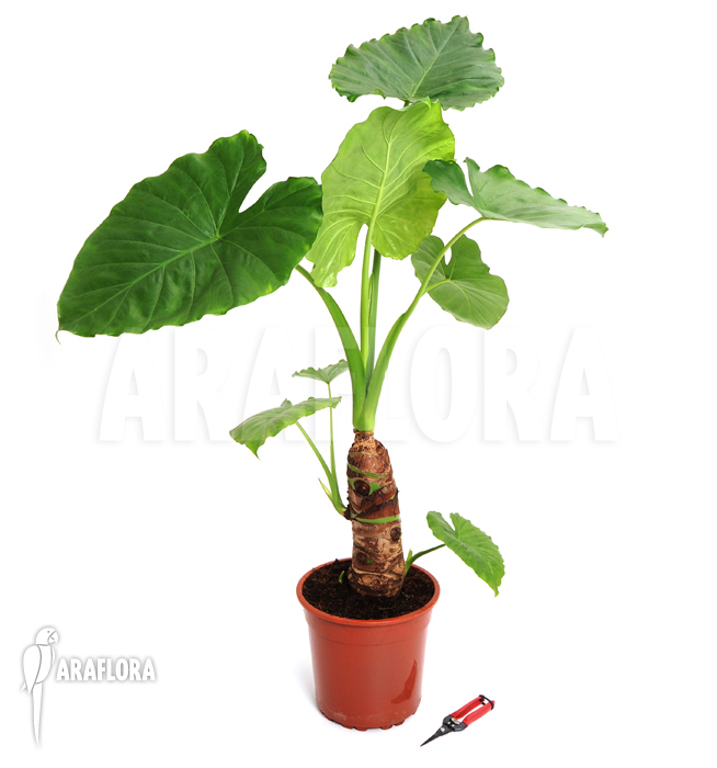 Alocasia cucullata ‘Buddha Hand’