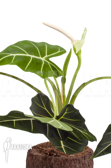 Alocasia micholitziana ‘Frydek’