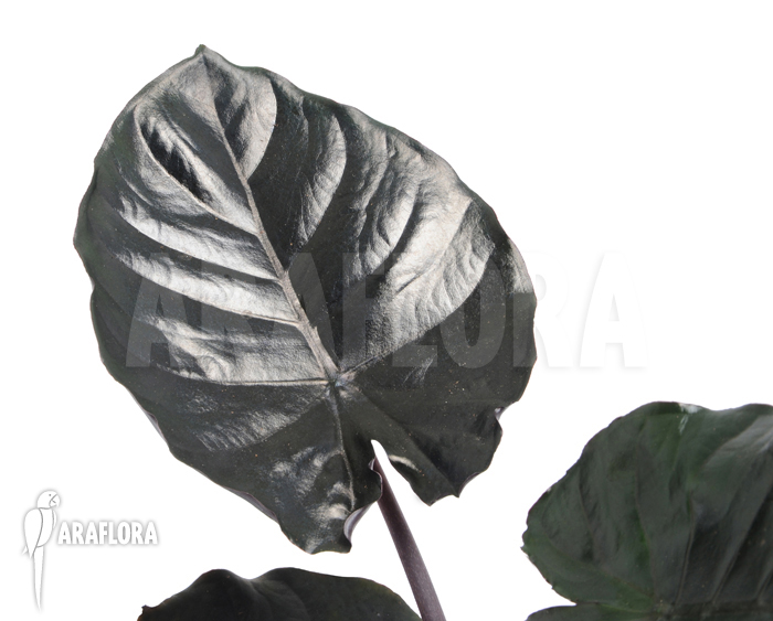 Alocasia infernalis