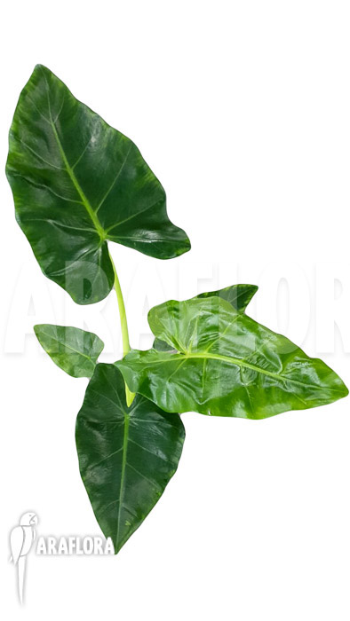 Alocasia lutea