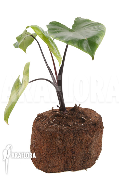Alocasia macrorrhizos ‘Black stem’