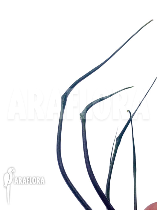 Alocasia plumbea ‘Flying Squid’