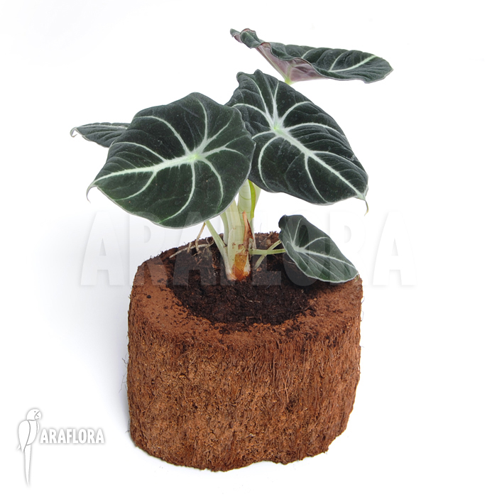 Alocasia reginula ‘Black Velvet’