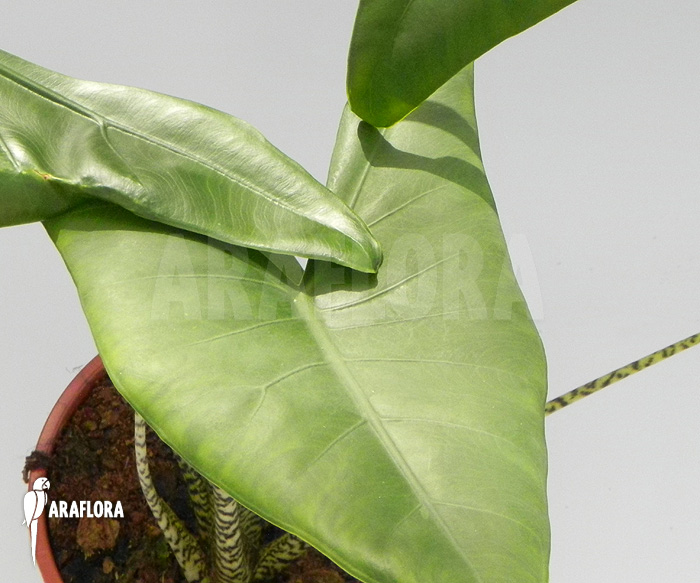 Alocasia zebrina