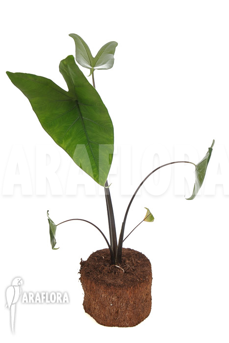 Alocasia zebrina ‘Black zebrina’