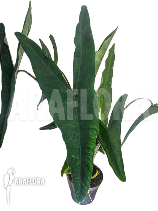 Alocasia-zebrina-tigrina-superba-2