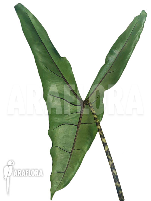 Alocasia-zebrina-tigrina-superba-3