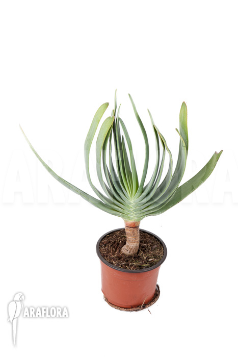 Aloe plicatilis
