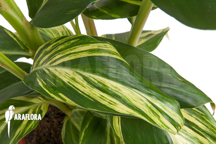 Alpinia zerumbet ‘variegata’