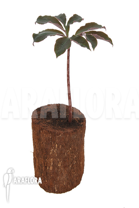 Amorphophallus atroviridis